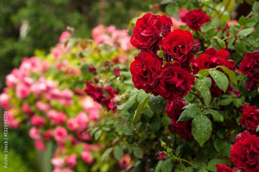 Chloro Terre — usage Plantes, rosiers & lauriers